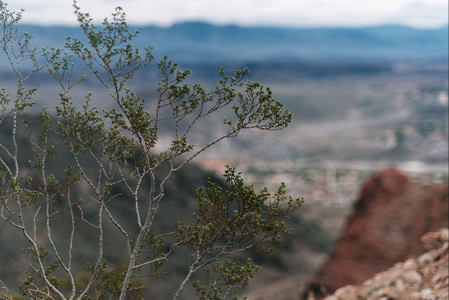 Photo of Plant in the Mojave Desert with blurry background