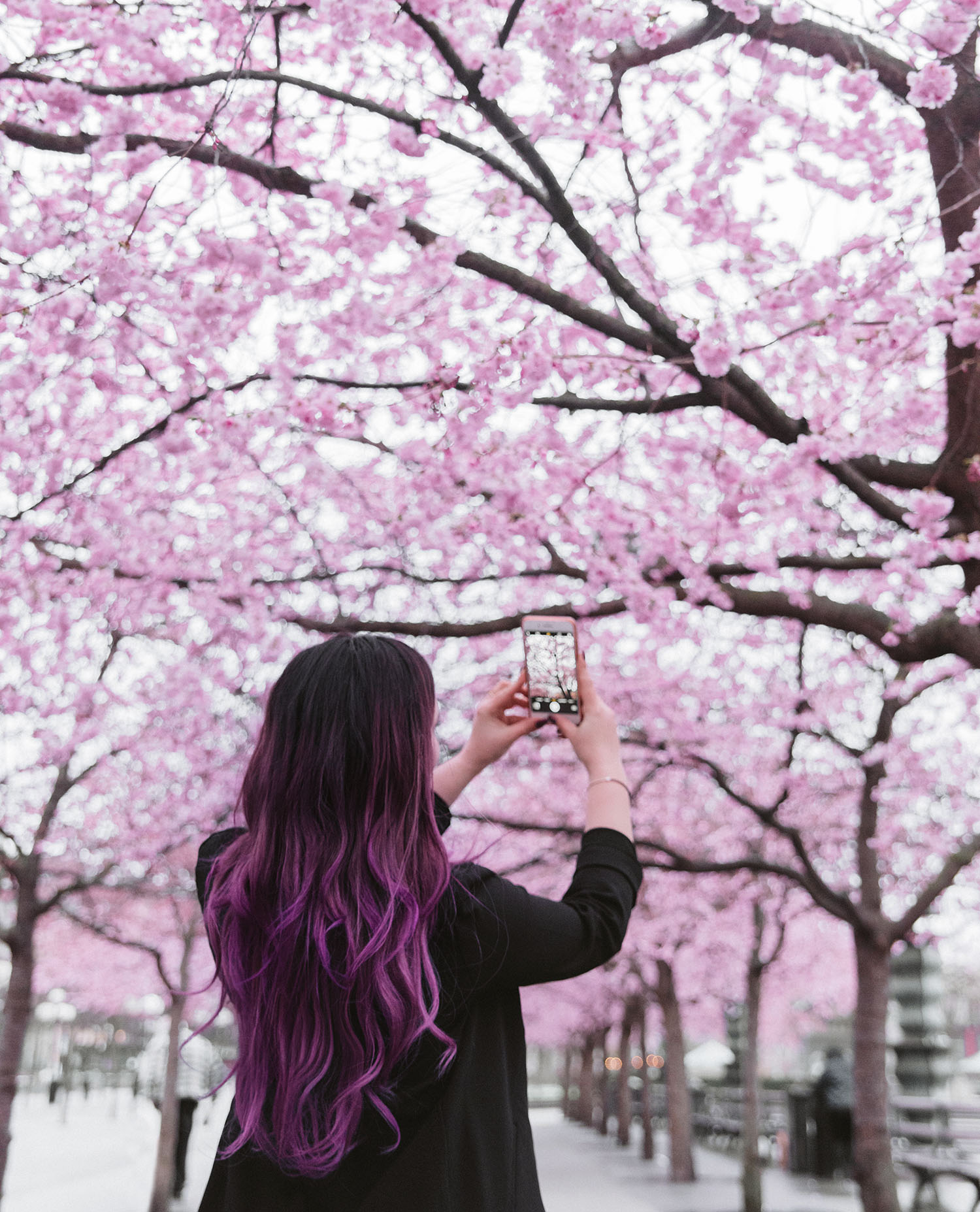 Girl with purple balayage standing under pink cherry blossoms