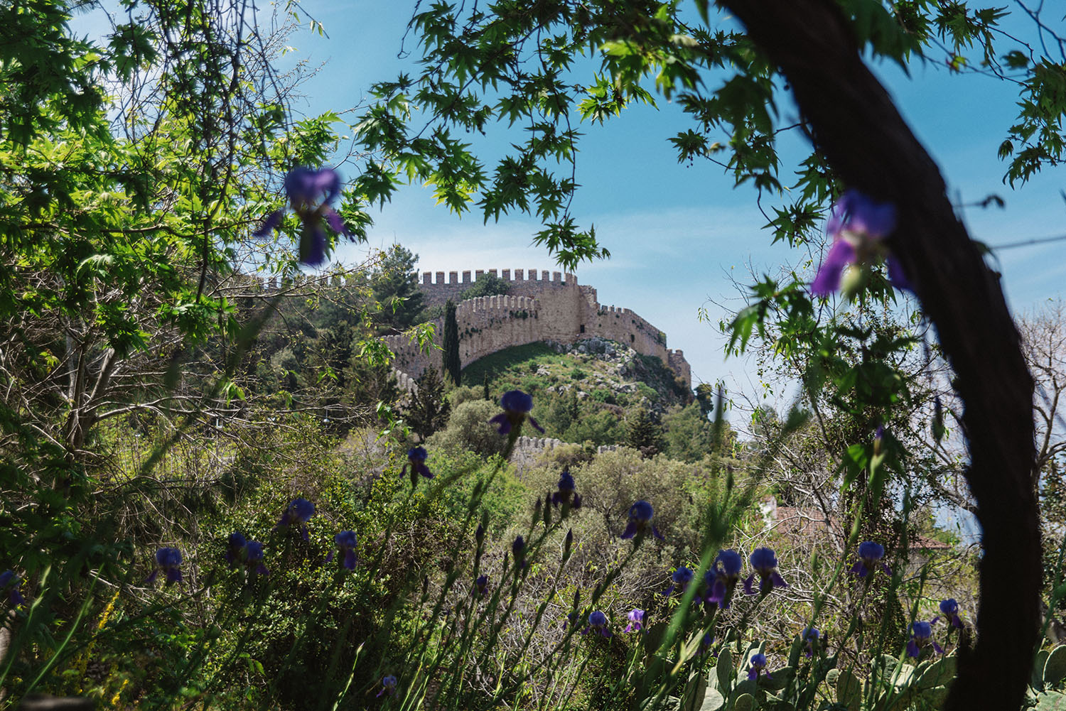 Alanya Castle - with flowers in the foreground