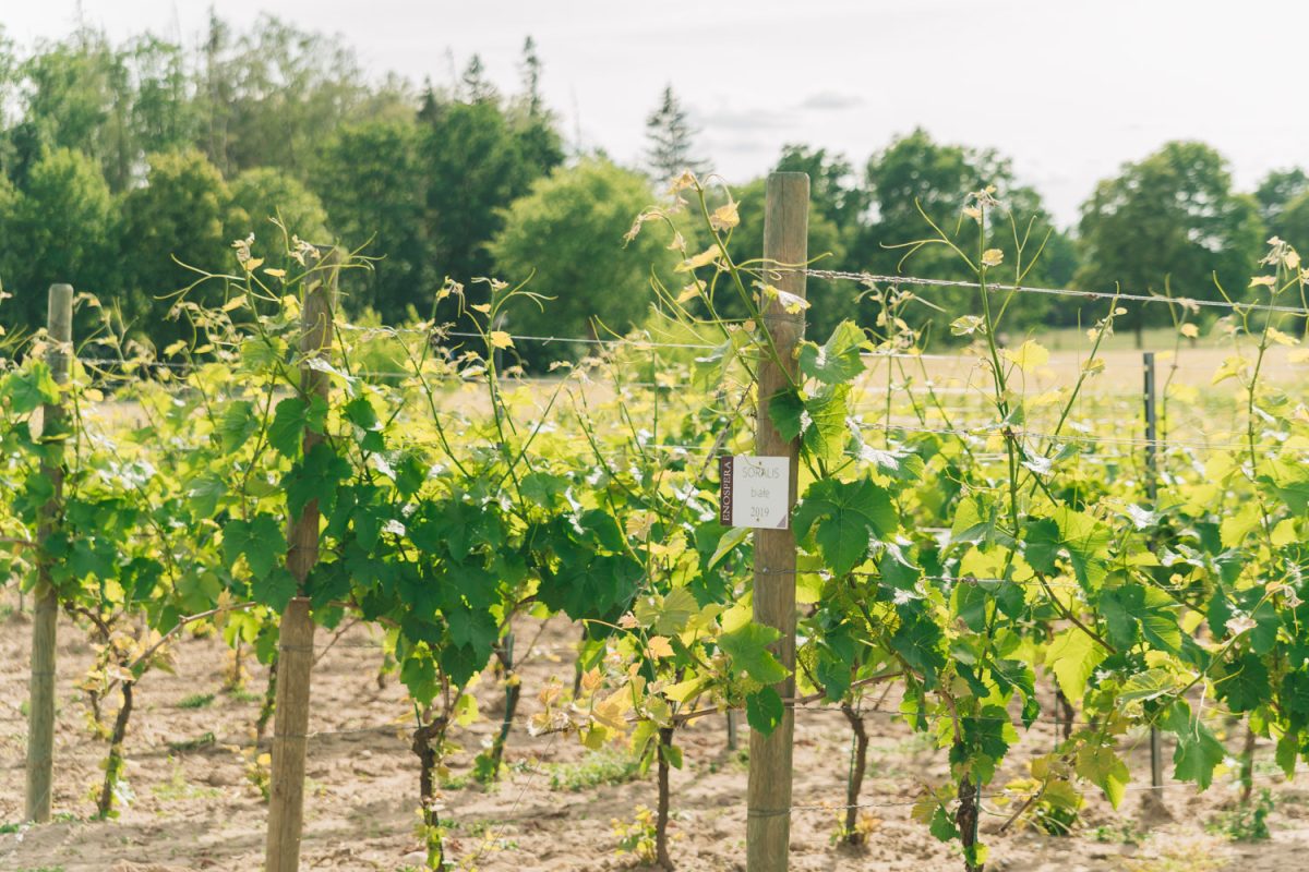 Grape vines at the Winneca Enosfera winery in Wielkopolska, Poland.