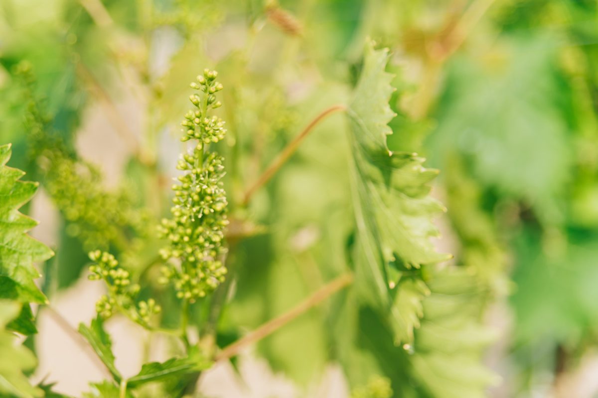 Close-up of unripe rapes at vineyard.