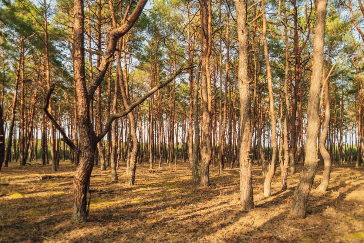 The forest Roztańczony las.