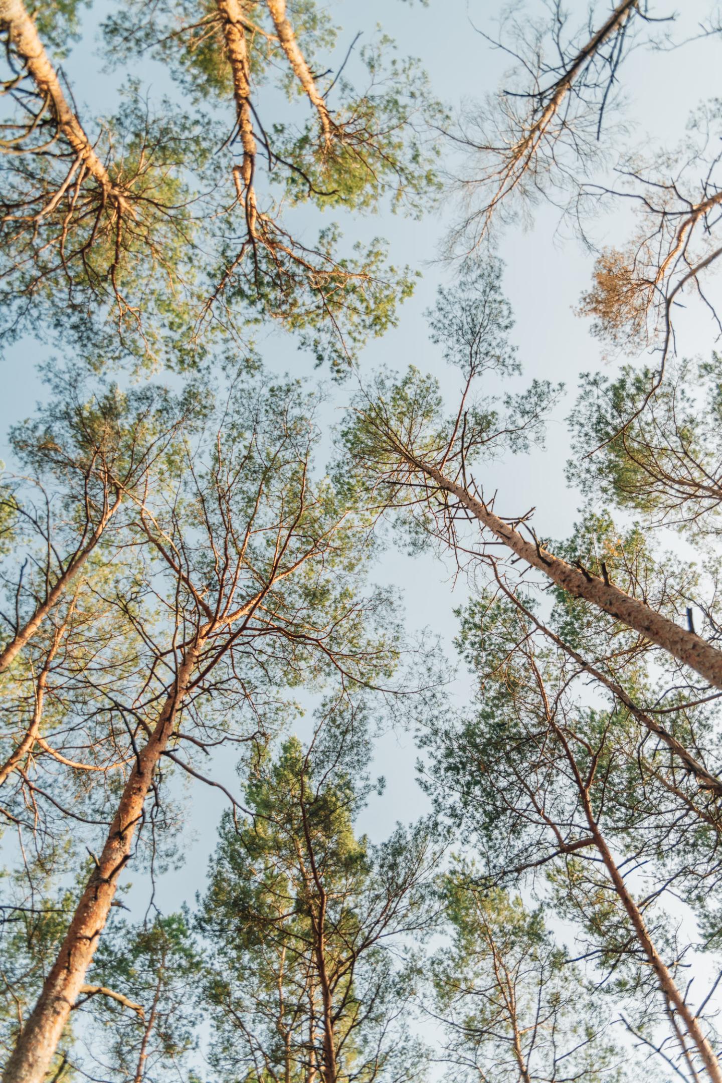 View of tree canopies in Polish forest.