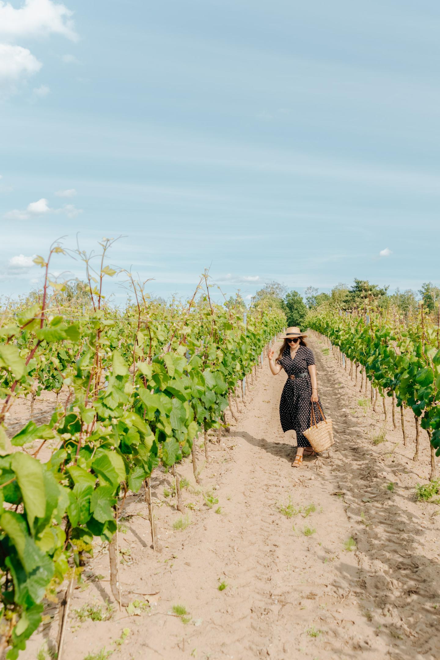 Vineyards at the Winneca Enosfera winery in Wielkopolska in Poland.