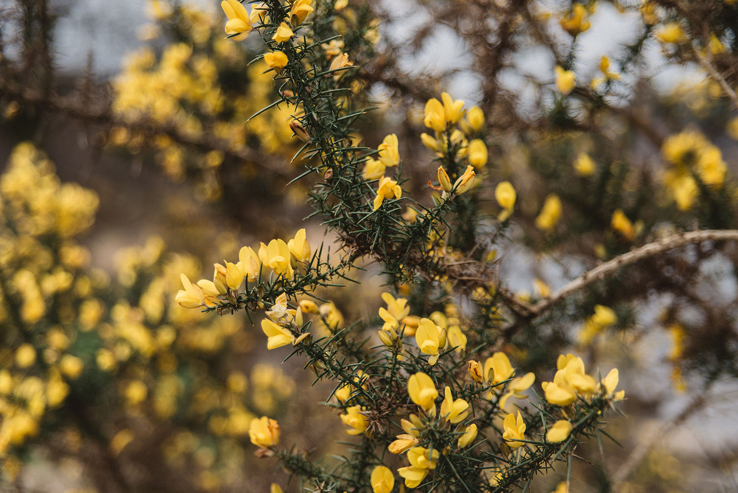 Closeup picture of flowers in Wales