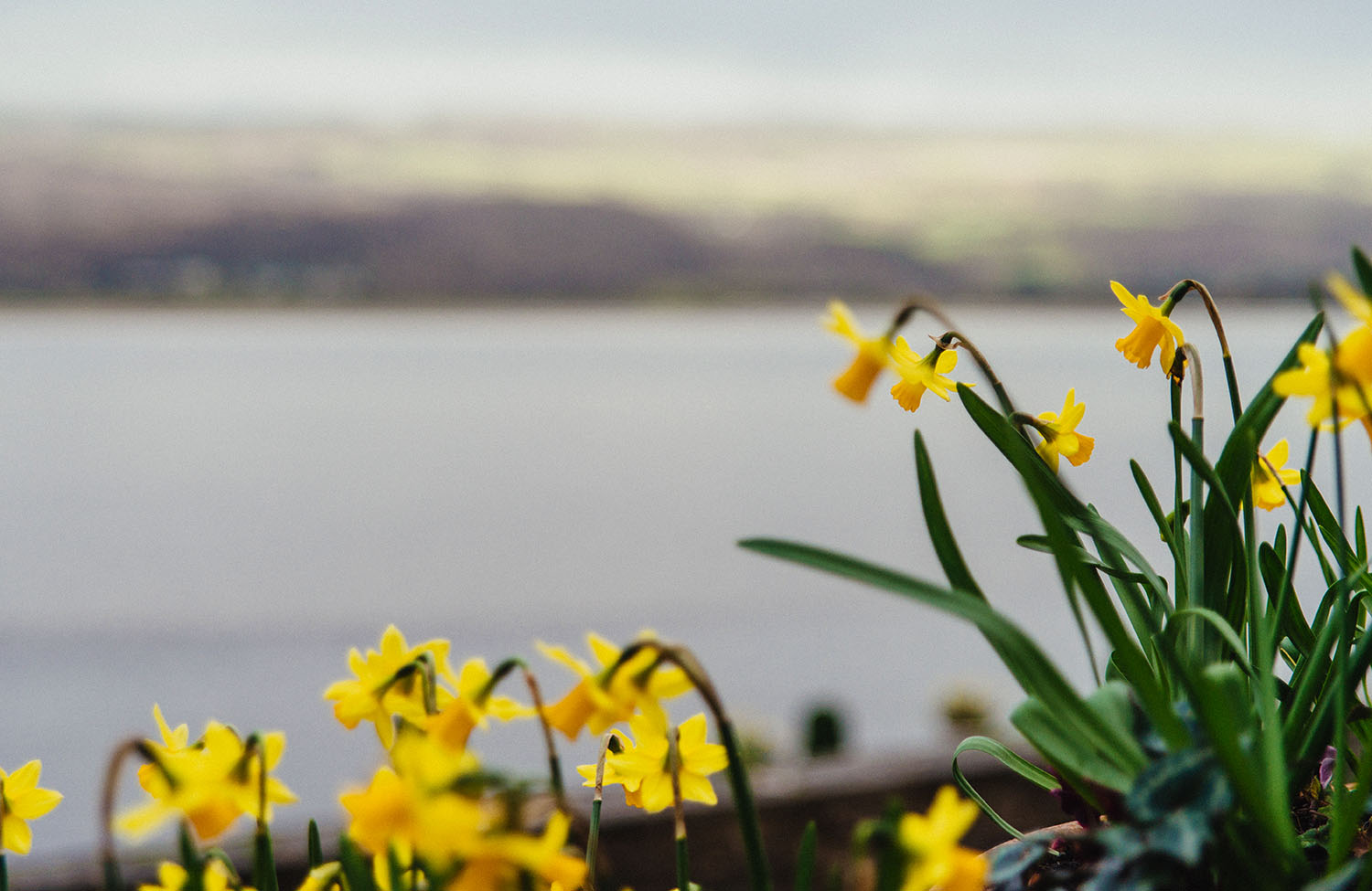 Yellow flowers in Wales