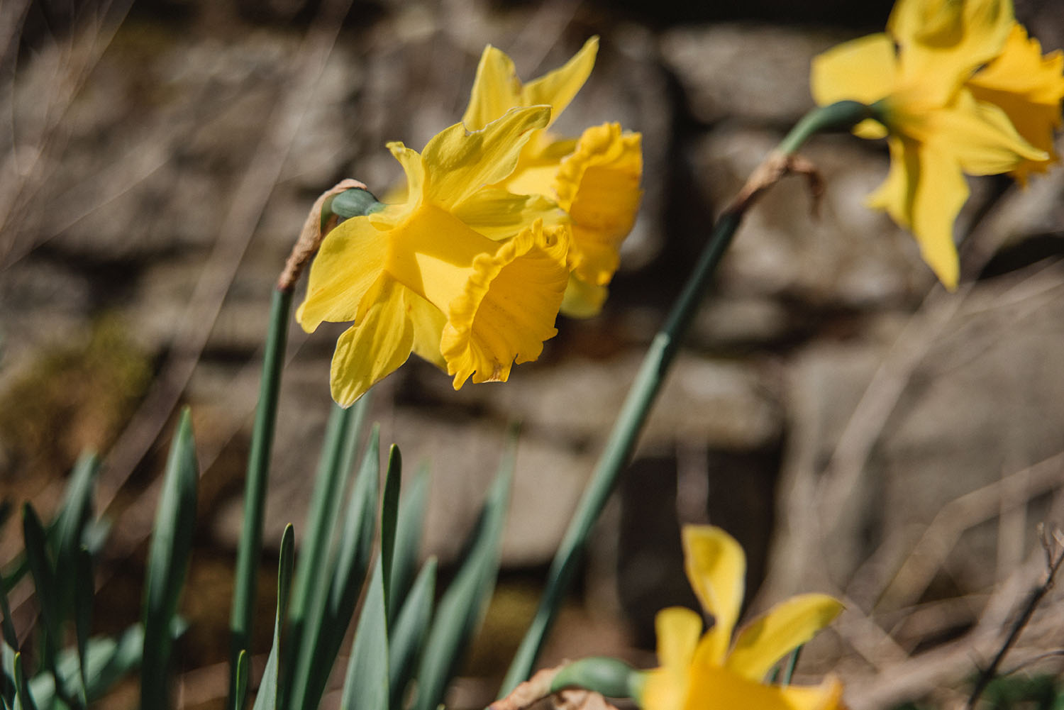 William Wordsworth - Daffodils about Ullswater