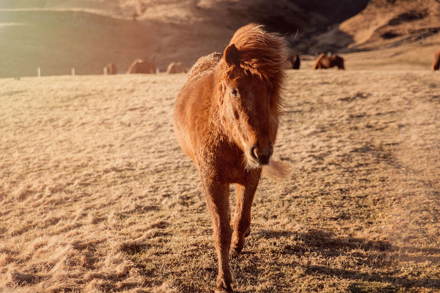 Icelandic horse