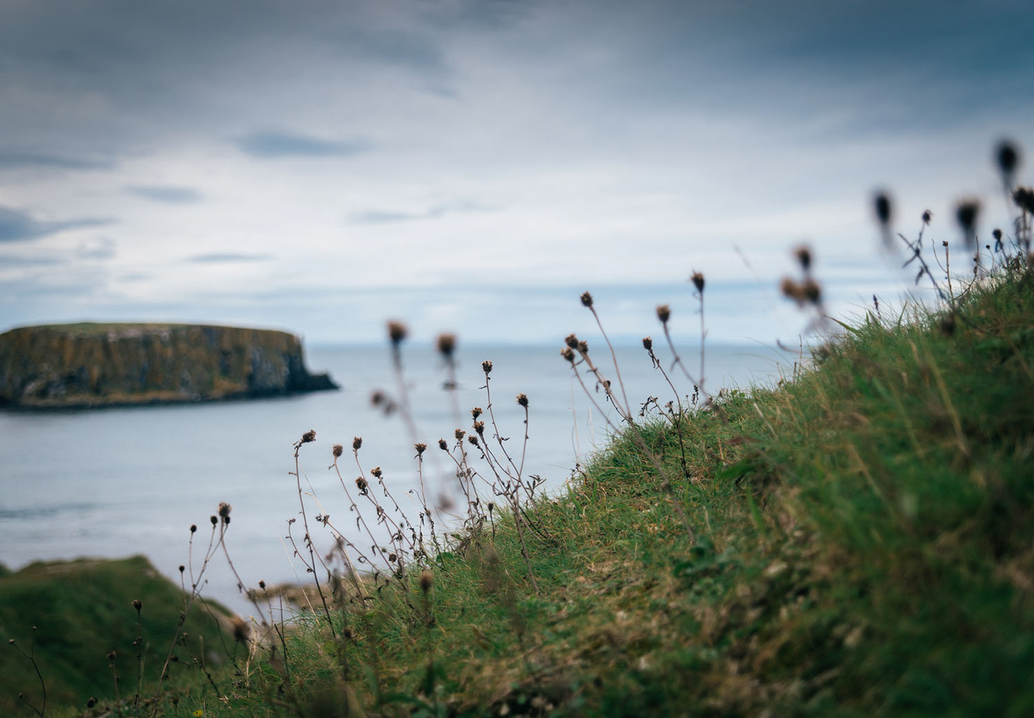 Closeup of flowers at Larrybane Quarry in Northern Ireland