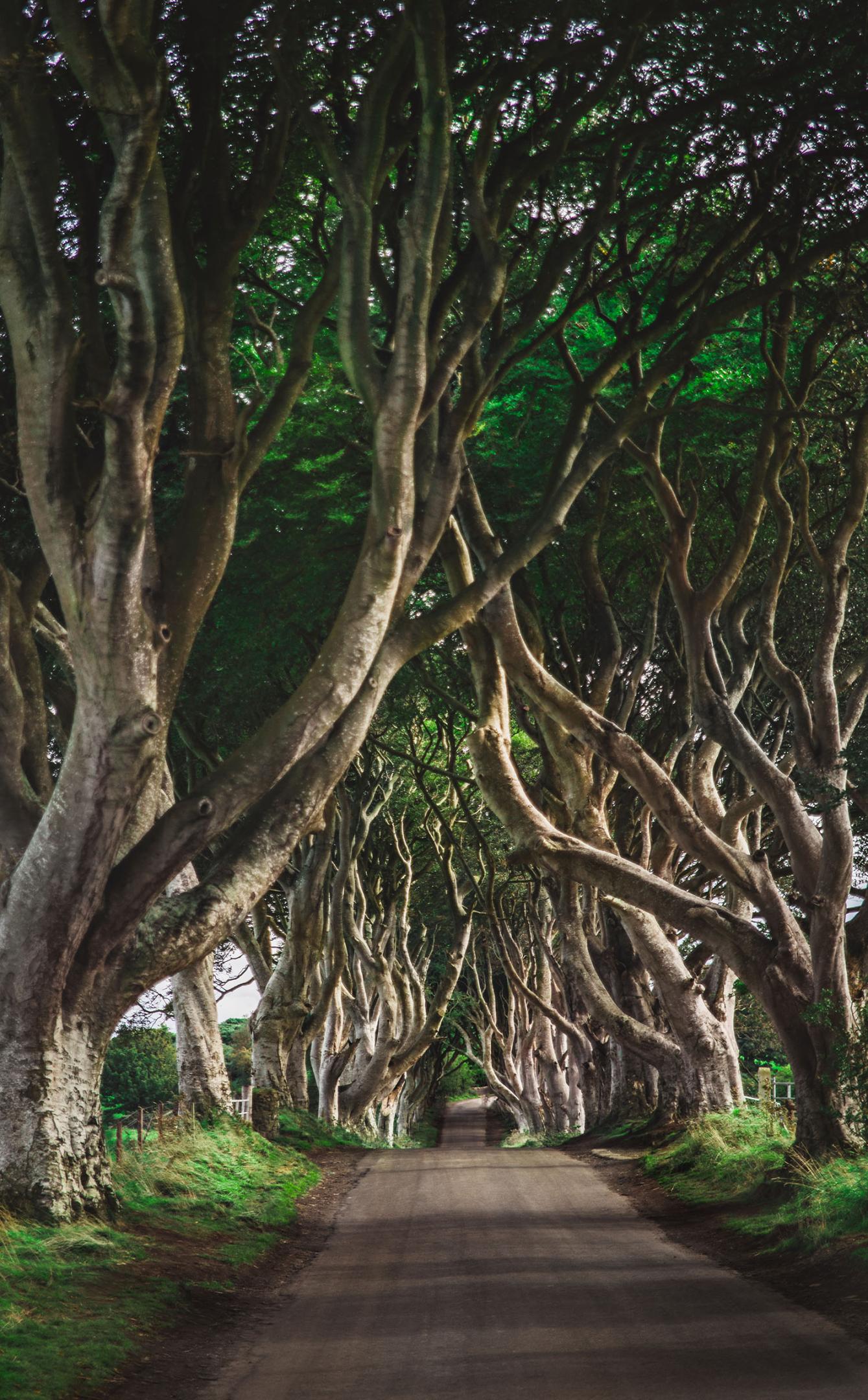 The Stunning The Dark Hedges - Game of Thrones Location in Northern Ireland