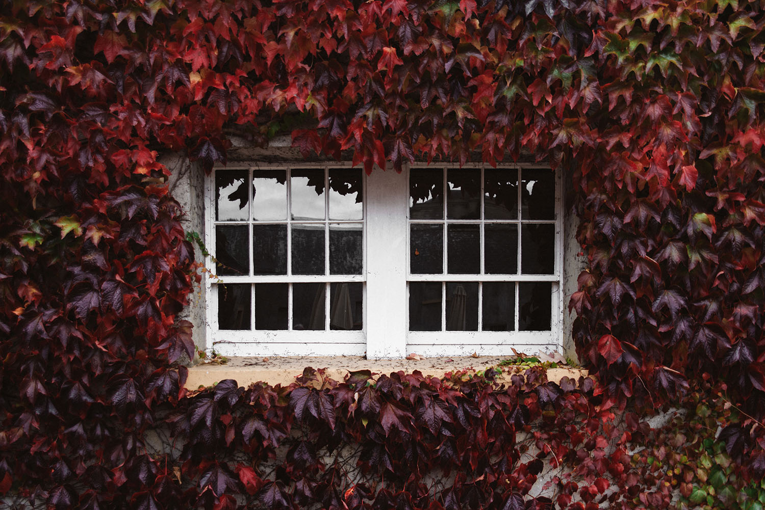 Red wall of leaves at Castle Ward, Winterfell