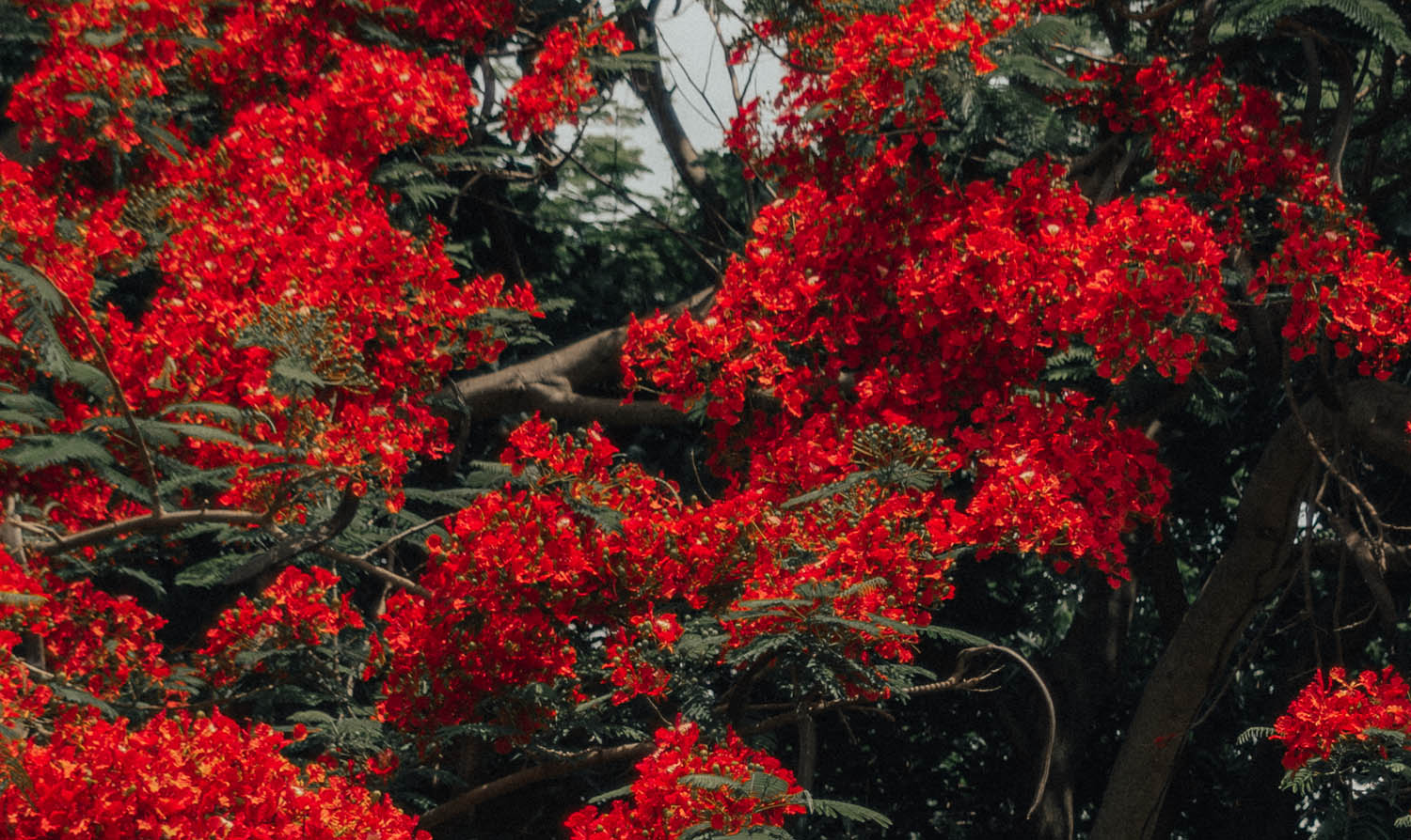 Beautiful tree with red flowers in Jamaica