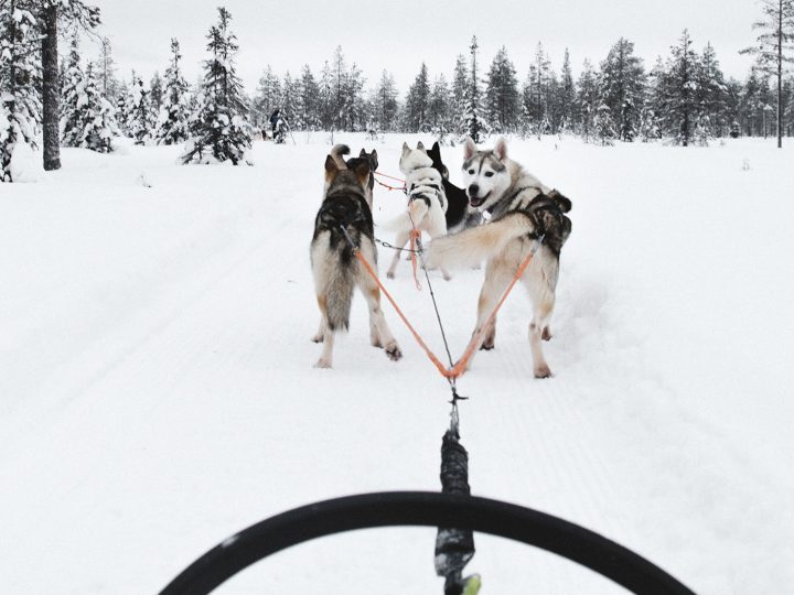 Husky Safari - Things to do in Oulu / Saker att göra i Uleåborg