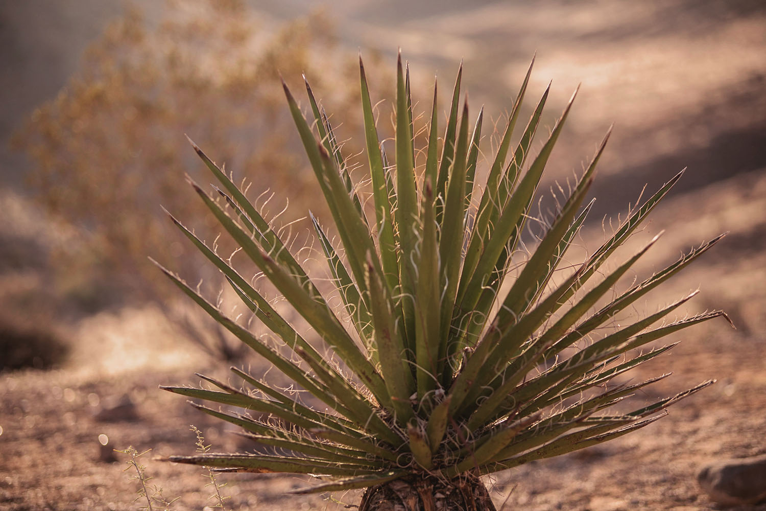 Palm tree in Red Rock Canyon, Las Vegas, Nevada