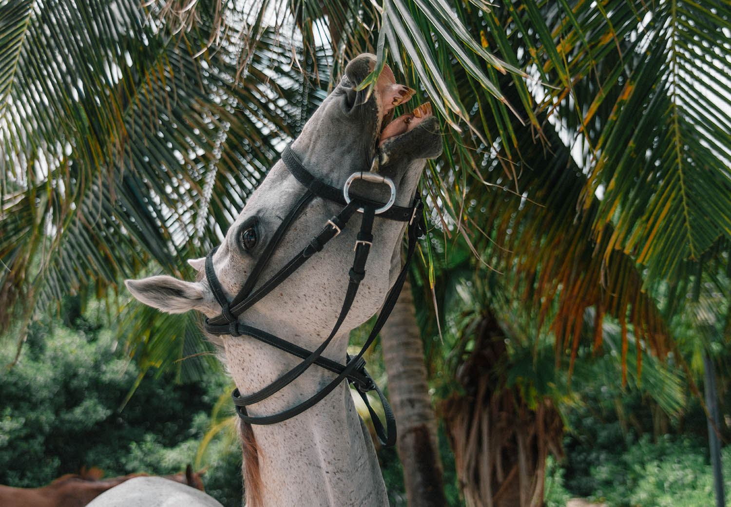 White horse eating palm trees on beach in Jamaica