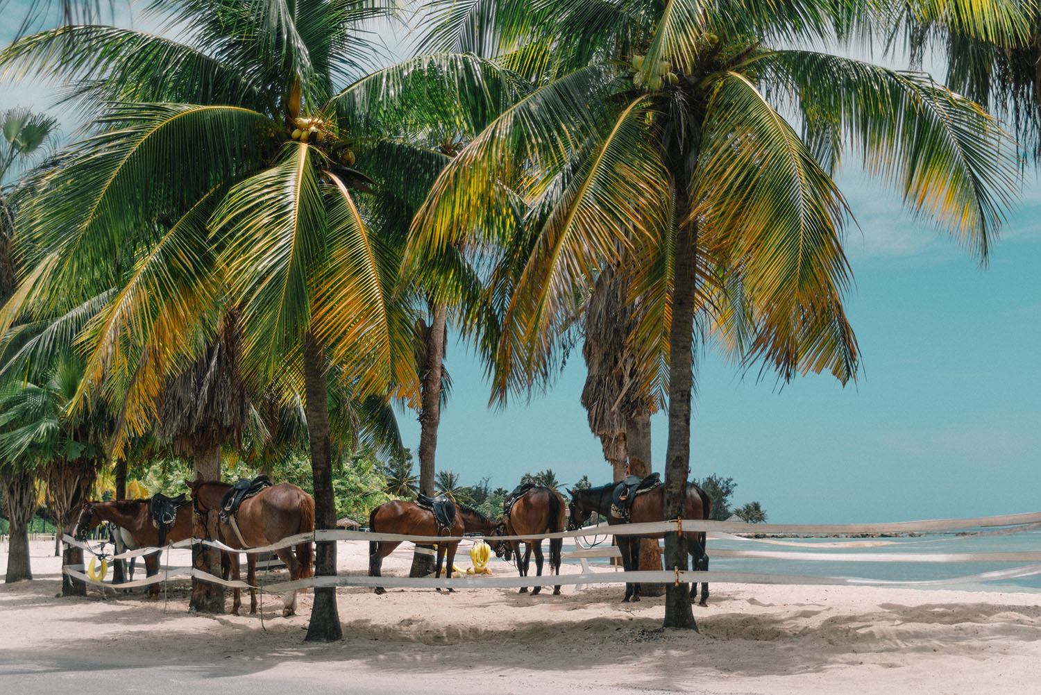 Horses on Caribbean Beach, Jamaica