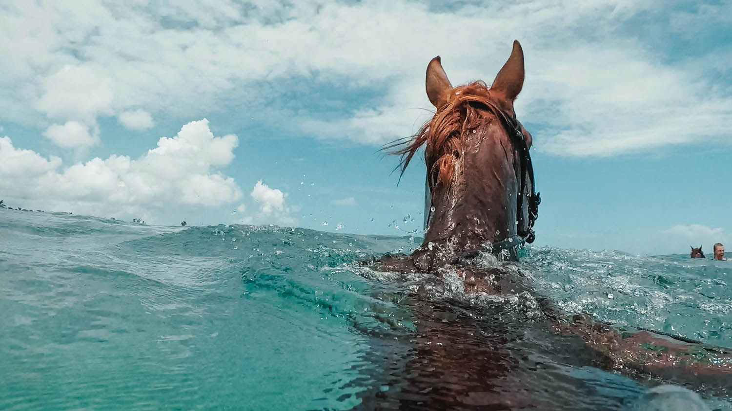 Horse swimming in Caribbean Water - GoPro Hero 6 Photo