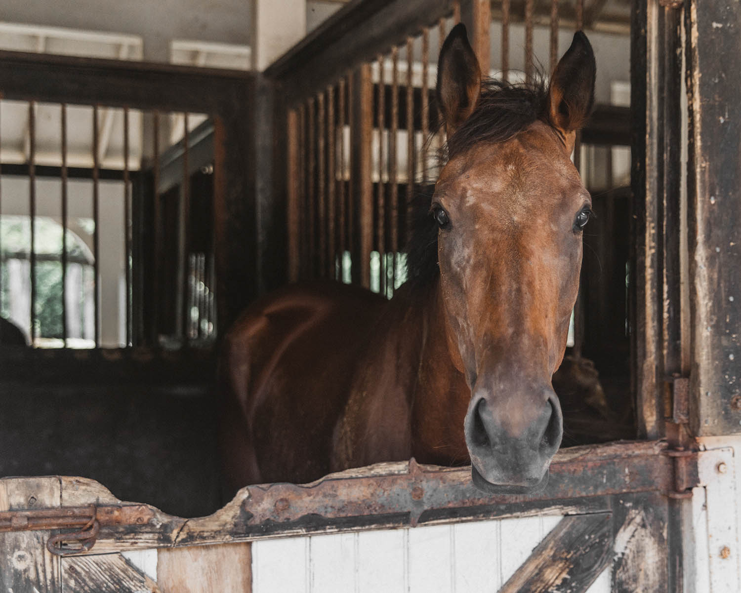 Horse in stable, Half Moon Equestrian Centre, Montego Bay, Jamaica