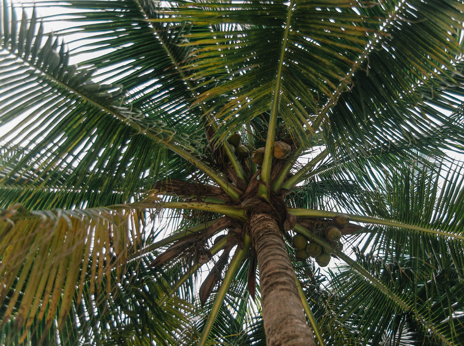 Close-up on palm trees