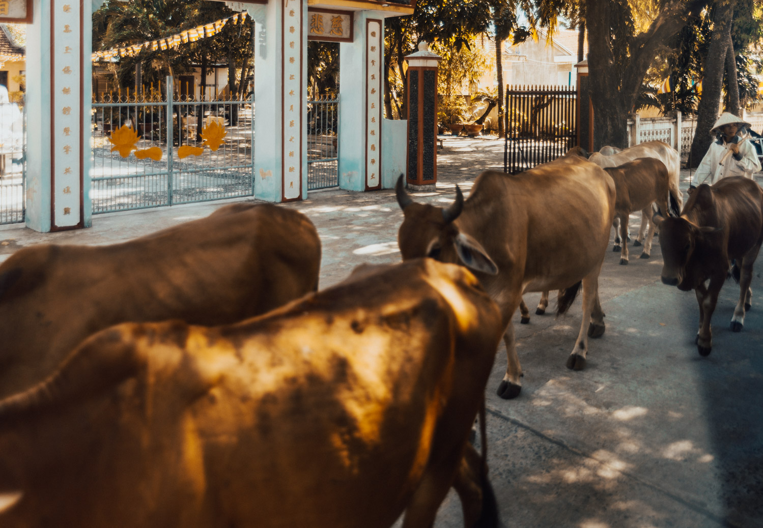 Cows in Phu Yen, Vietnam