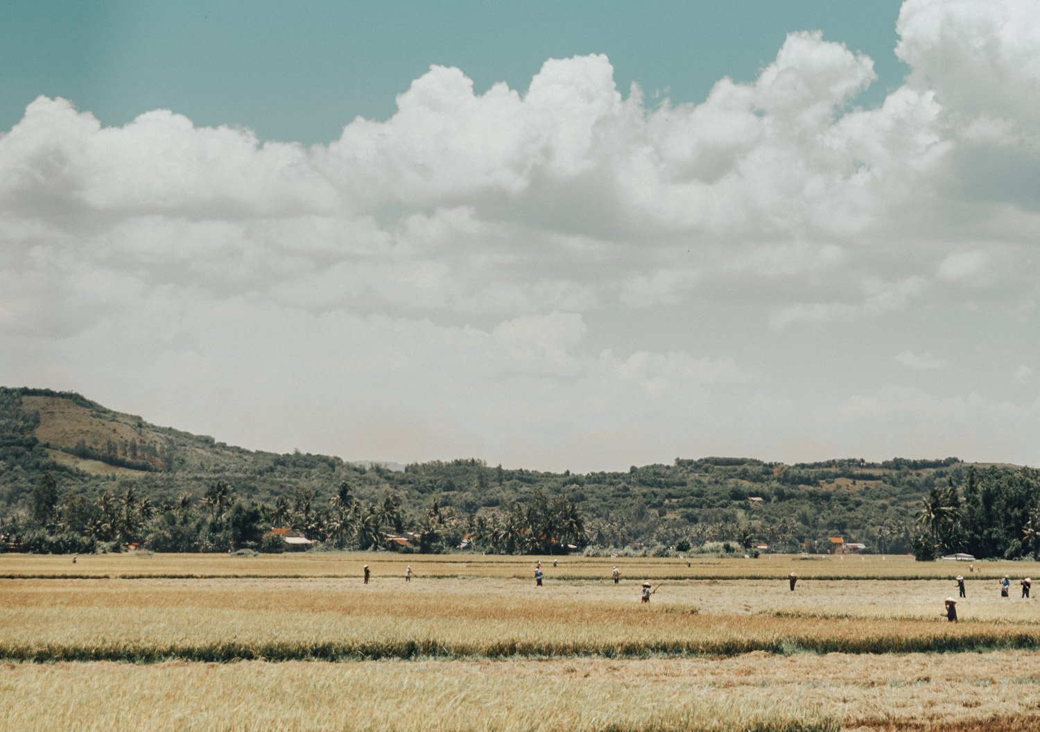 Wheat Field & Workers in Phu Yen, Vietnam