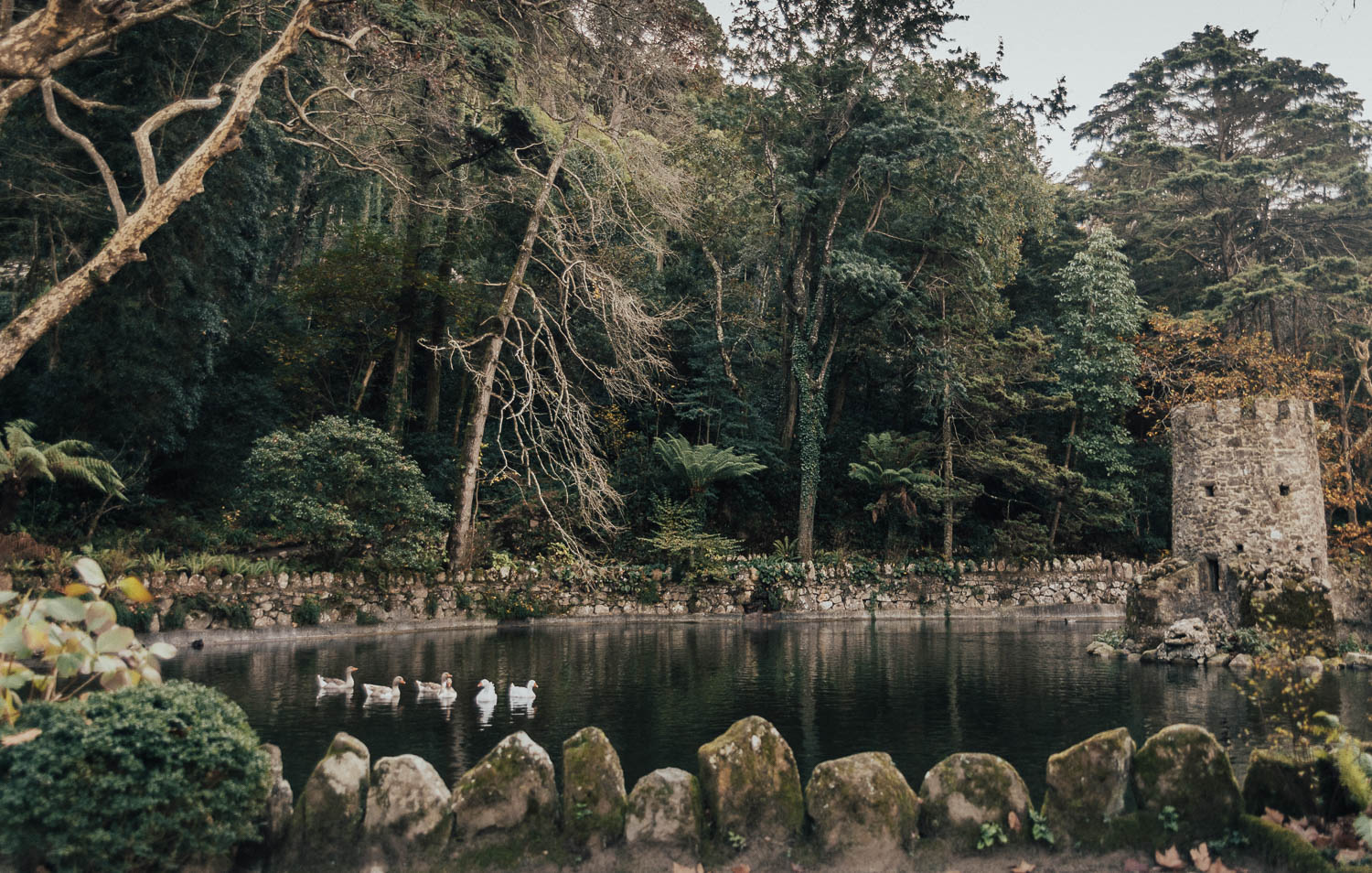 Swans swimming in the lake in Pena Park