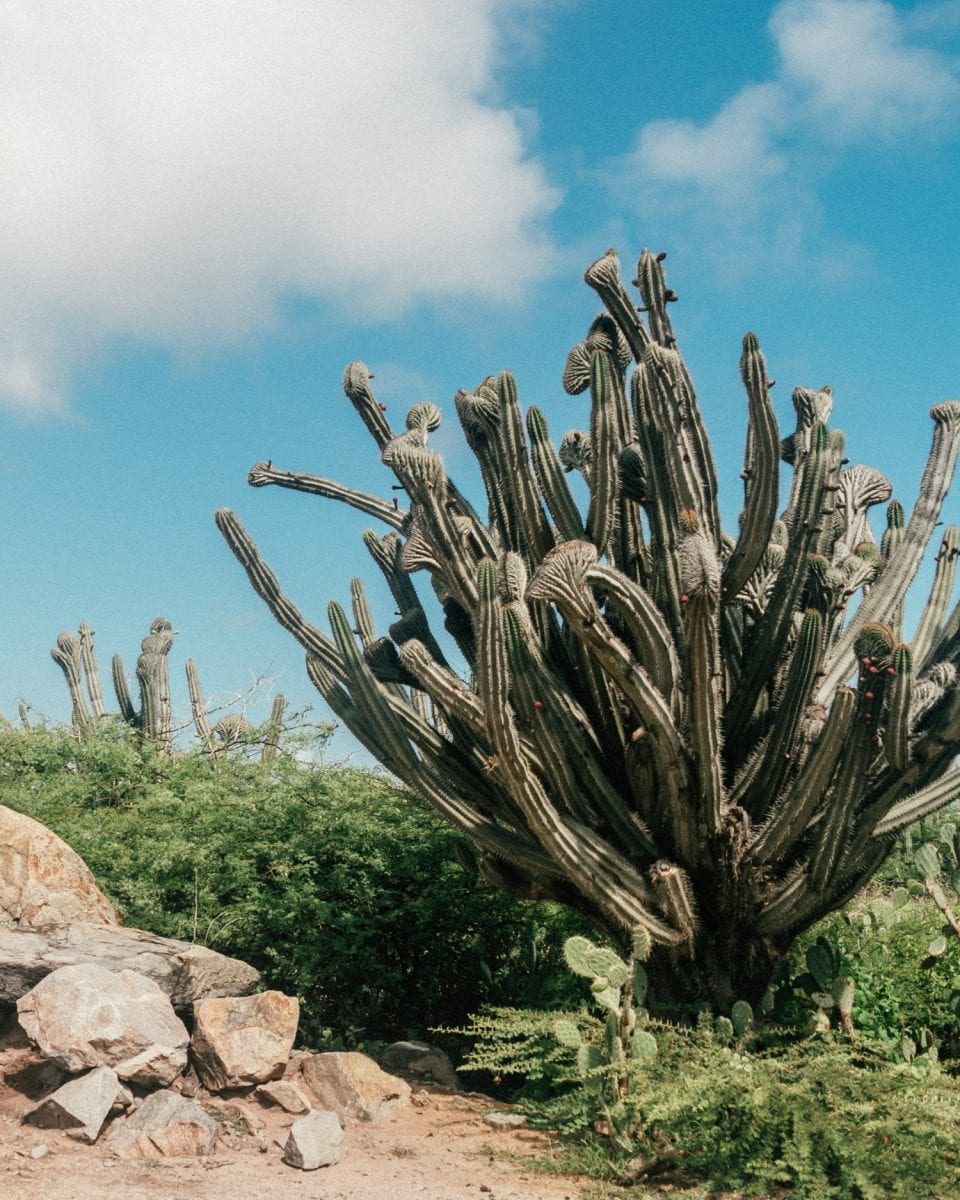 Cactus plants next to Alto Vista Chapel