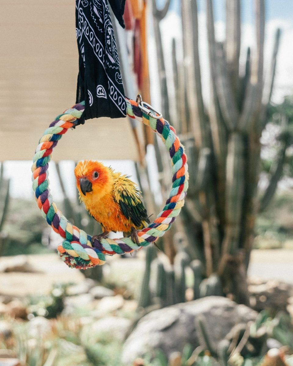 Parrot outside Alto Vista Chapel