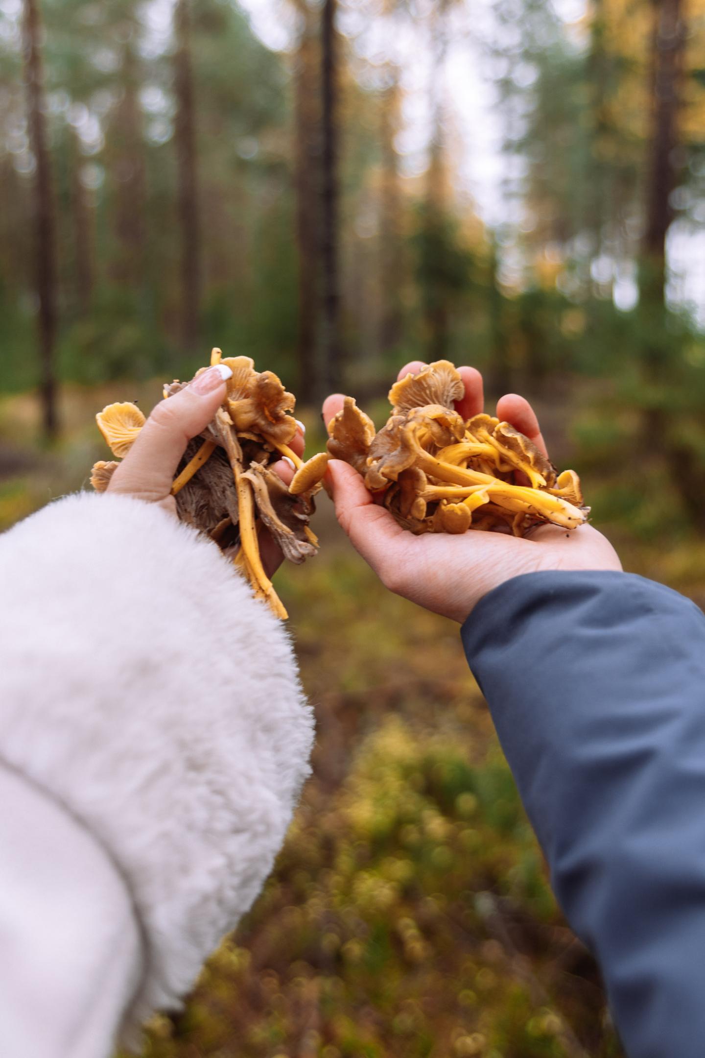 Fresh chanterelles picked in Brevens Bruks forest in Örebro.