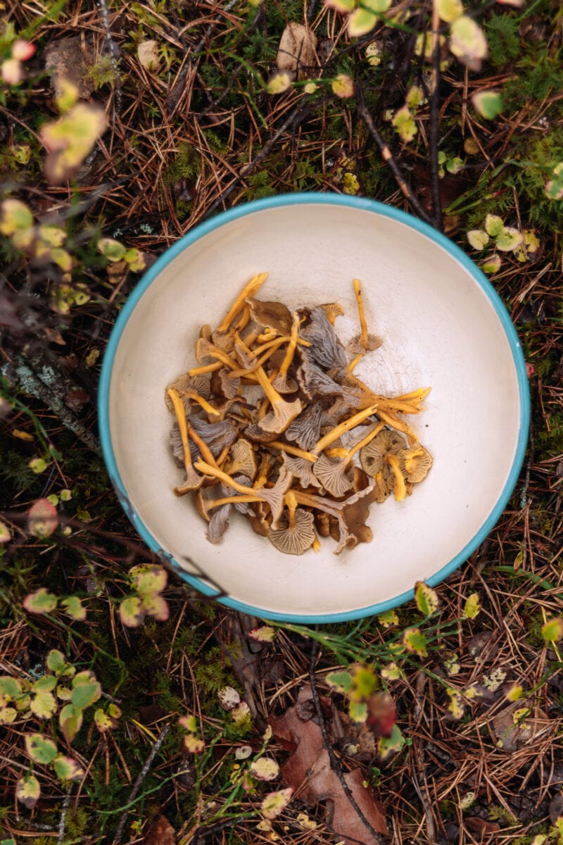 Fresh chanterelles picked in Brevens Bruks forest in Örebro.