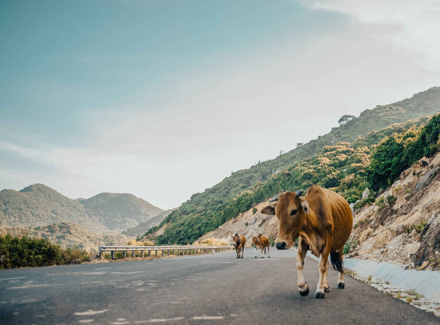 Cows walking on the road in Phu Yen, Vietnam