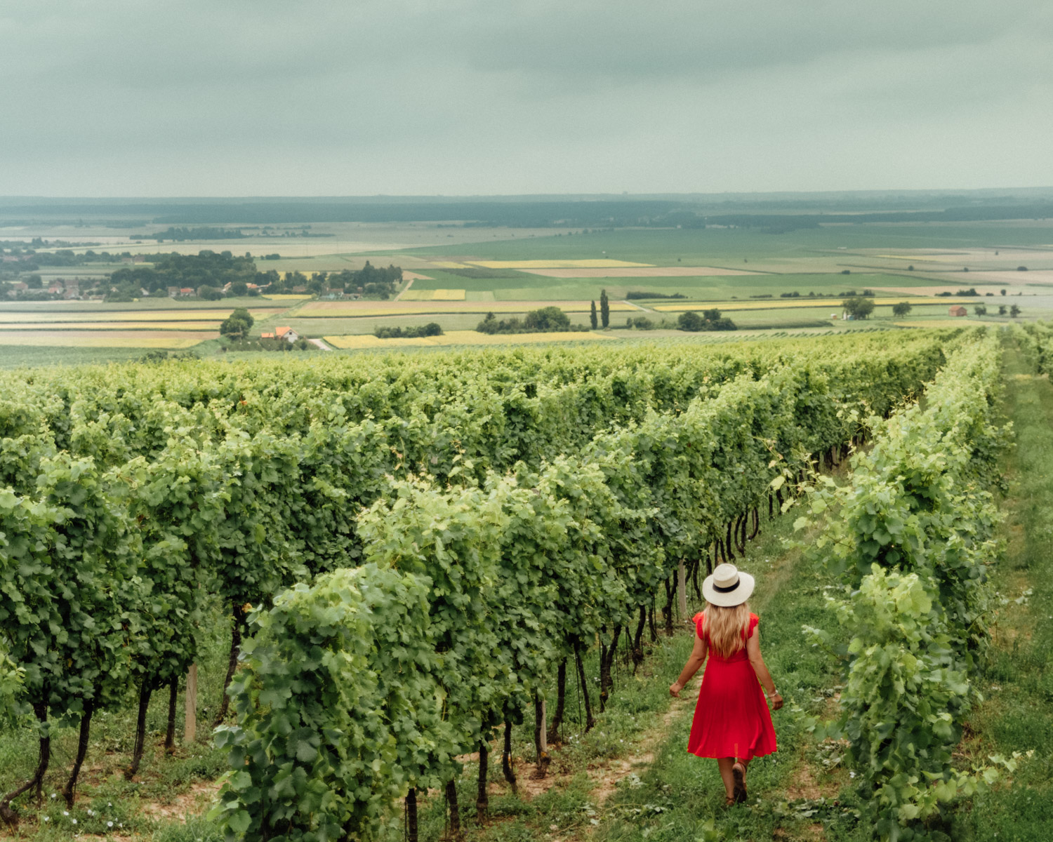 Kneževi Vinogradi Vineyard | Saker att göra i Slavonien, Kroatien