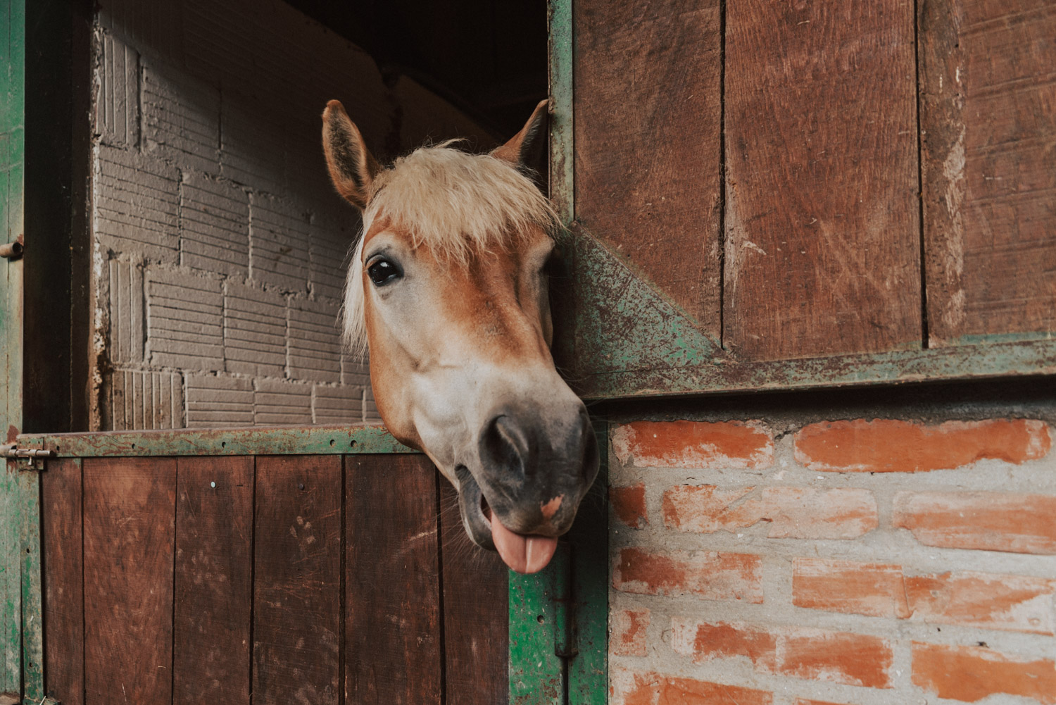 Konjički Klub Eohippus Horse | Things to do in Slavonia, Croatia