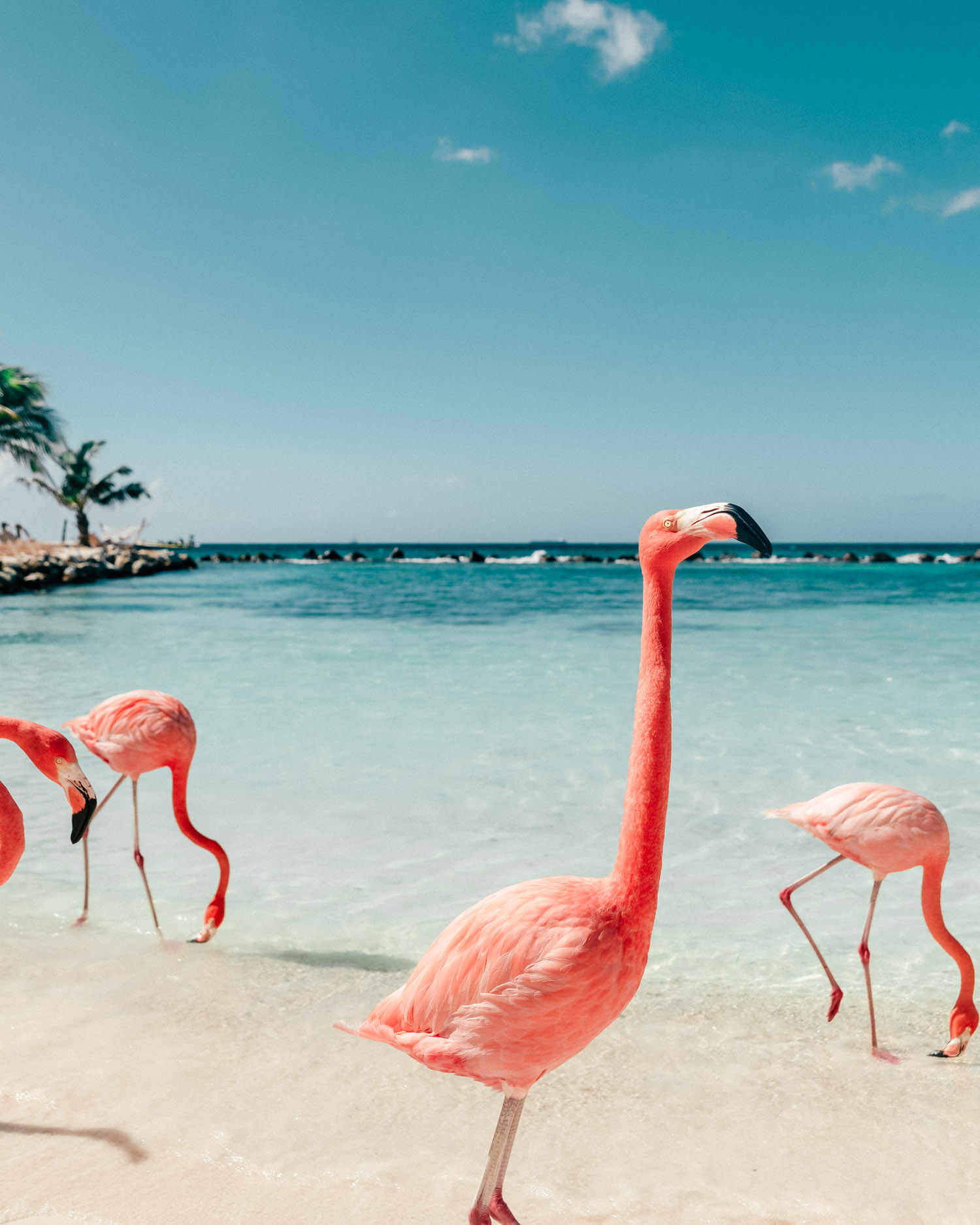 Flamingo Beach, Aruba, Renaissance Private Island