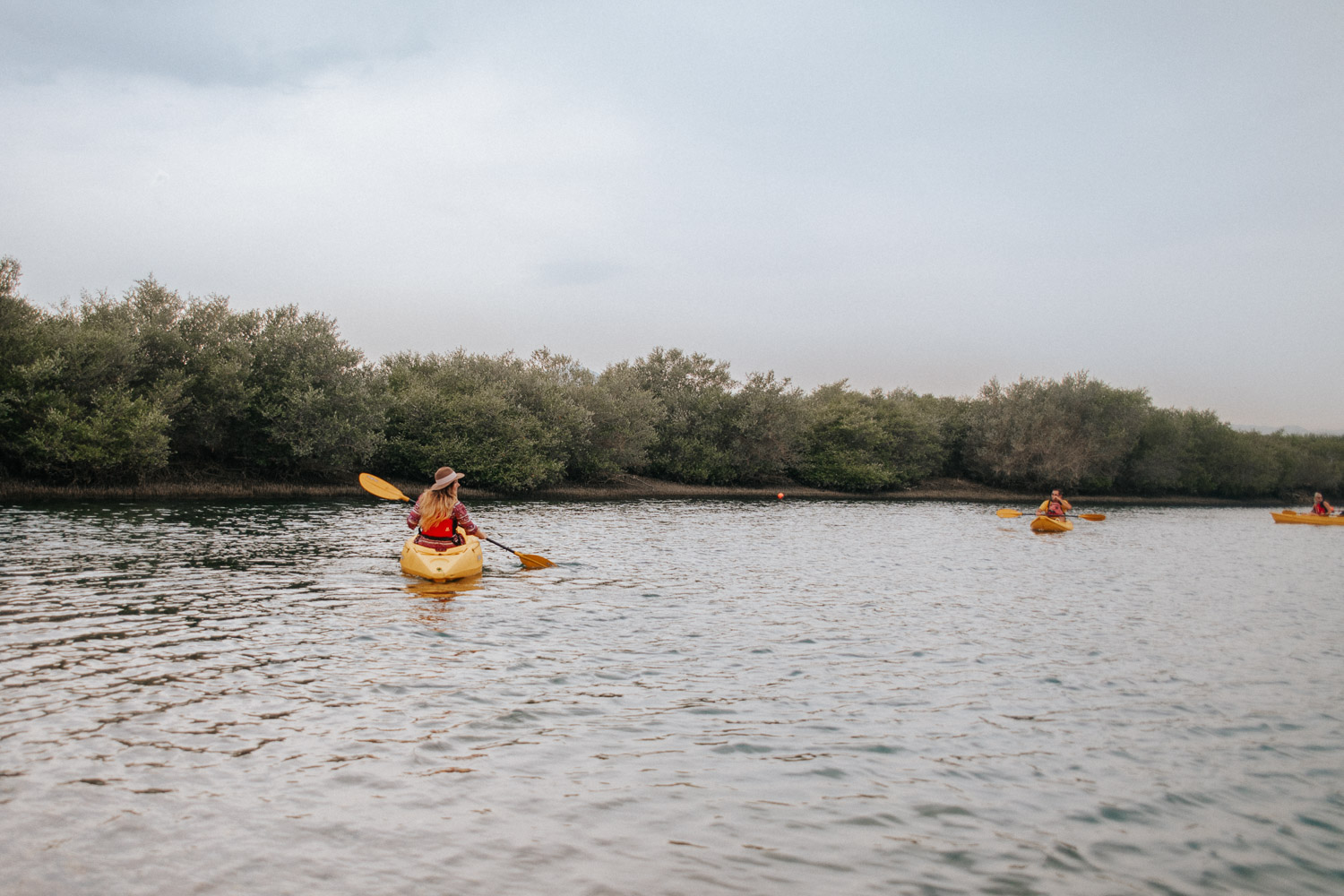 Kayaking among Arabia's oldest mangrove forest in Khor Kalba