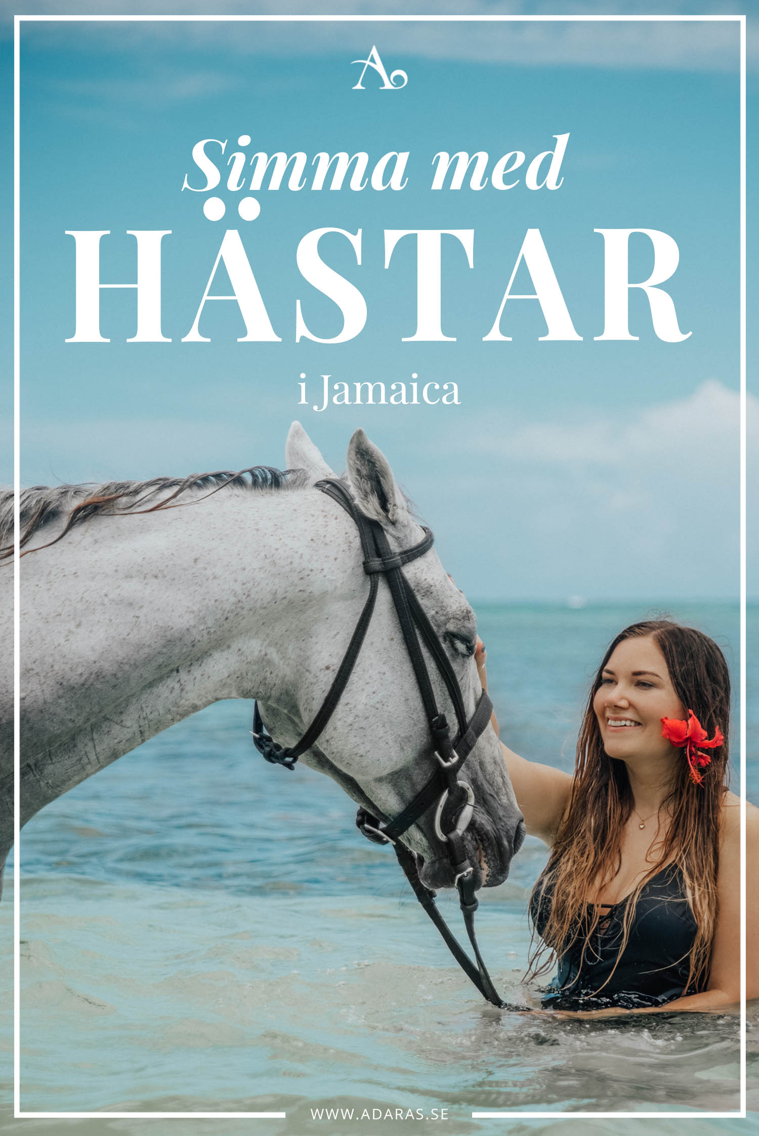 Att Simma med Hästar i Jamaica