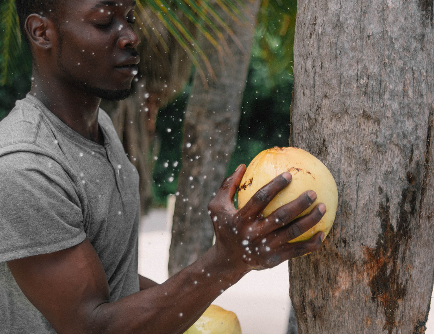 Fresh Coconut at Caribbean Beach