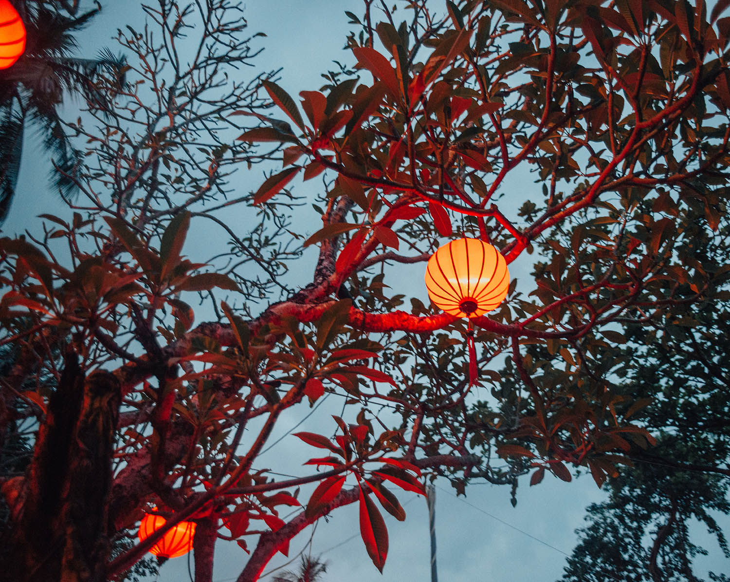 Rice lamp in tree at Binh Quoi Village