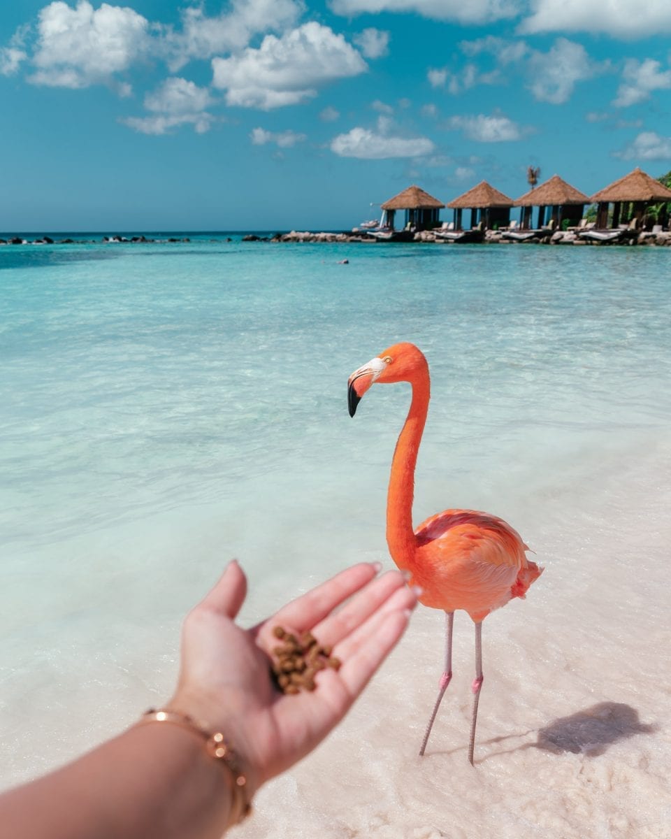 Feeding Flamingos, Renaissance Private Island | The Ultimate Aruba Travel Guide