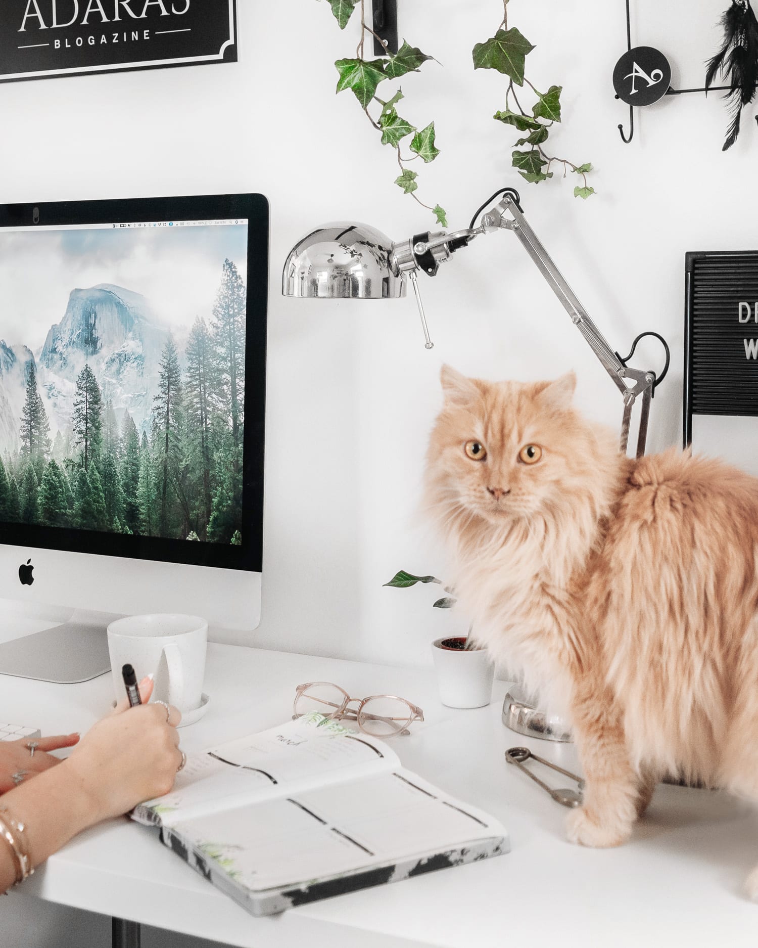 Scandinavian Home Office with Cat Distraction
