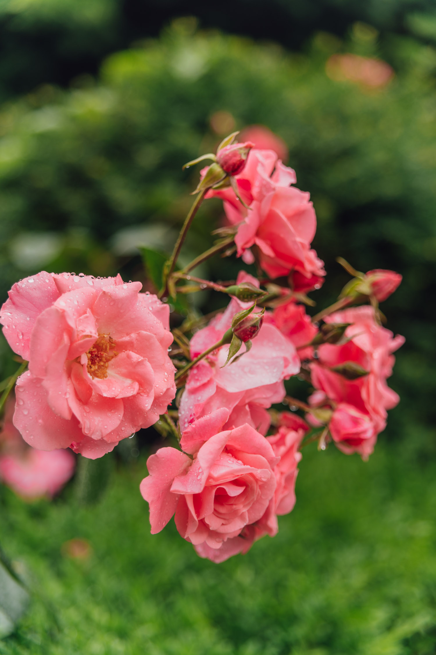 Närbild på rosa blommor med regndroppar. 